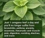 Oregano Leaf Herbal Tea