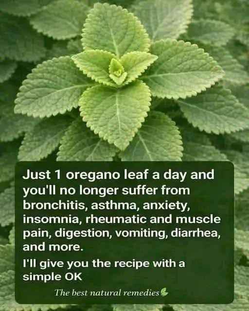 Oregano Leaf Herbal Tea