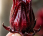 Hibiscus Tea Recipe A Refreshing Homemade Herbal Drink